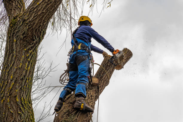 Professional  Tree Services in Mystic Island, NJ